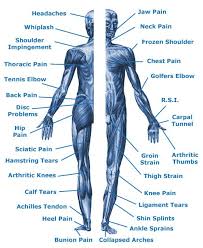chart of parts of the body