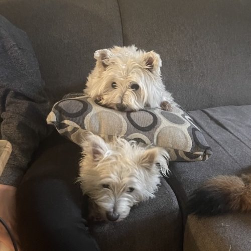 Valerie's two white terriors