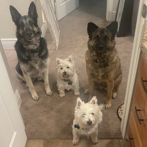 all four of Valerie's dogs