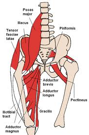 Image showing psoas muscle anatomy