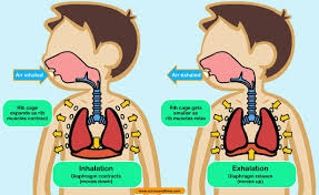 Image showing inhale and exhale